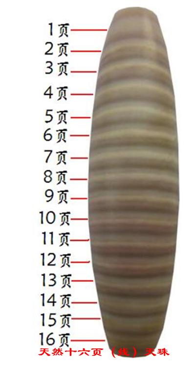 十六眼天珠·邱承彬解密天珠
